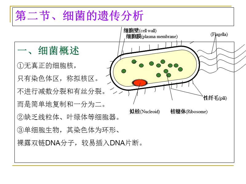 2018年第五章细菌和噬菌体的重组和连锁-文档资料.ppt_第2页