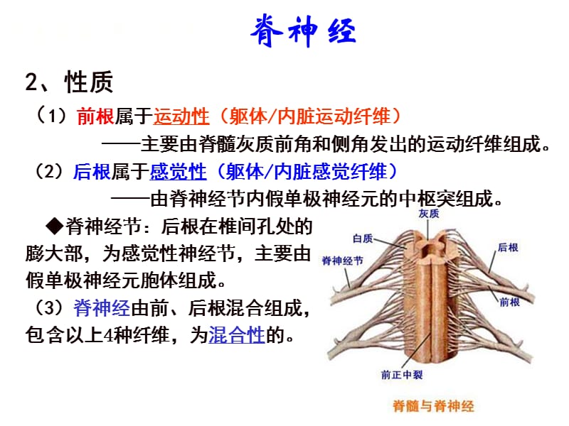 2018年22-23脊神经1颈丛-文档资料.ppt_第1页