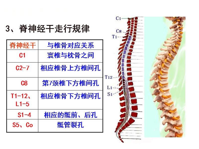 2018年22-23脊神经1颈丛-文档资料.ppt_第3页