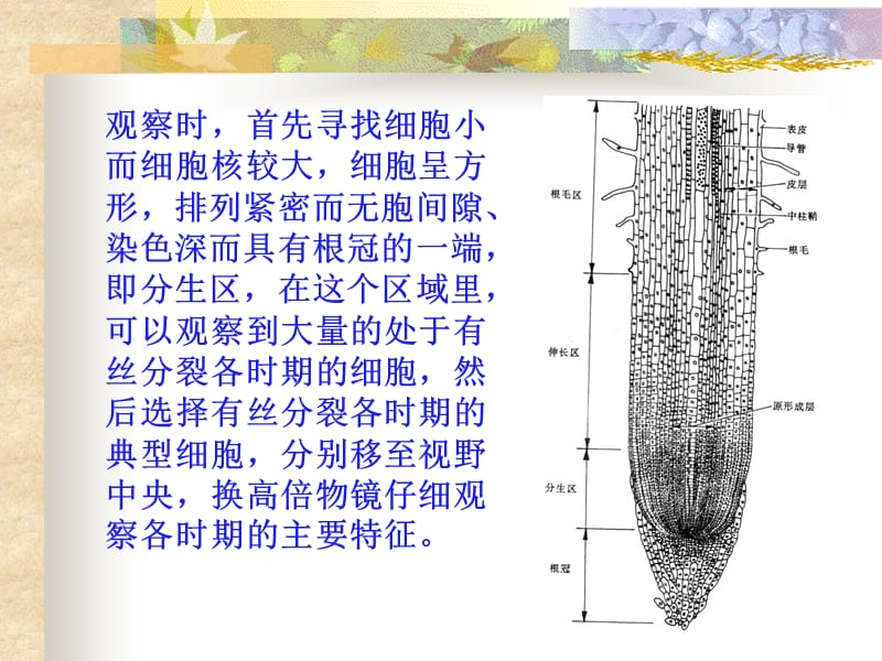 实验二 植物细胞有丝分裂及植物组织 一实验目1了解植物-精选文档.ppt_第3页