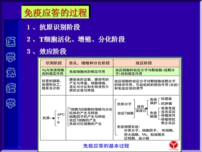 2018年医学免疫学第十二章 T细胞应答-文档资料.ppt_第2页