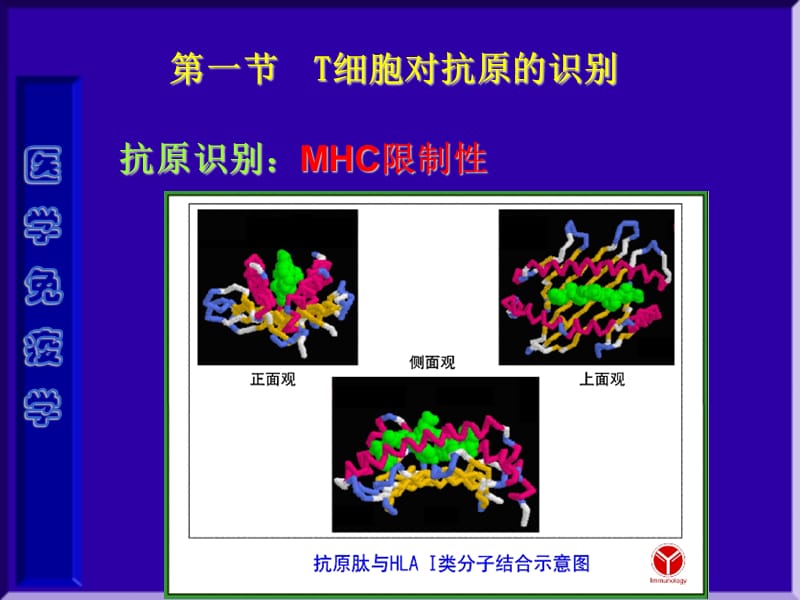 2018年医学免疫学第十二章 T细胞应答-文档资料.ppt_第3页