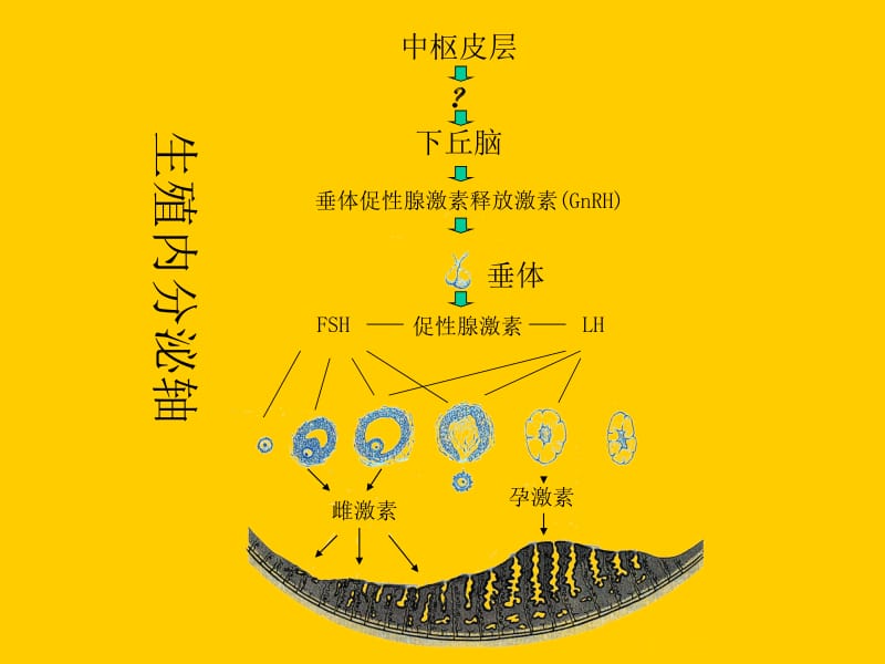 功能失调性子宫出血-精选文档.ppt_第3页