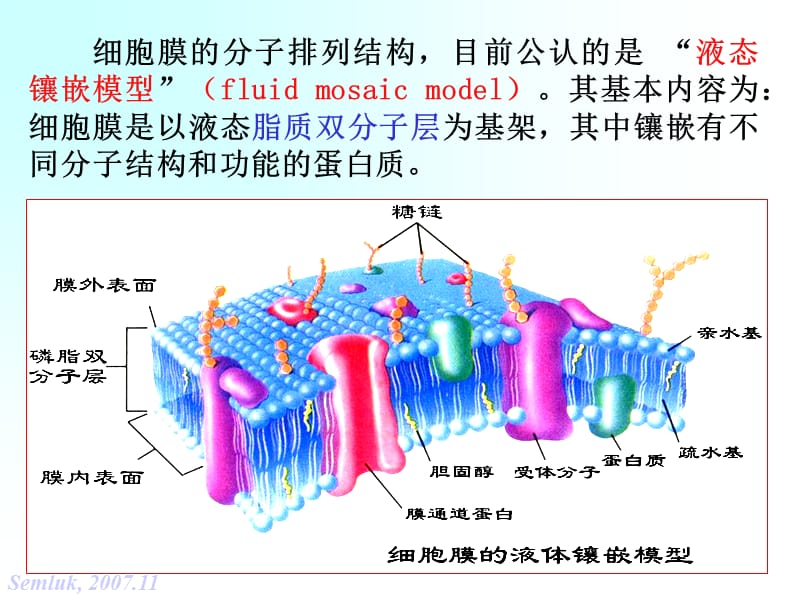 2018年第二章细胞的基本功能2-文档资料.ppt_第2页