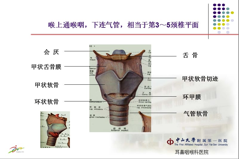 喉应用解剖及生理-精选文档.ppt_第1页