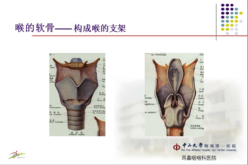 喉应用解剖及生理-精选文档.ppt_第3页