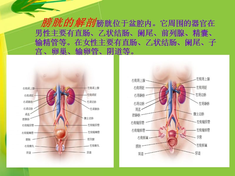 最新回肠代膀胱手术配合ppt课件-PPT文档.pptx_第1页