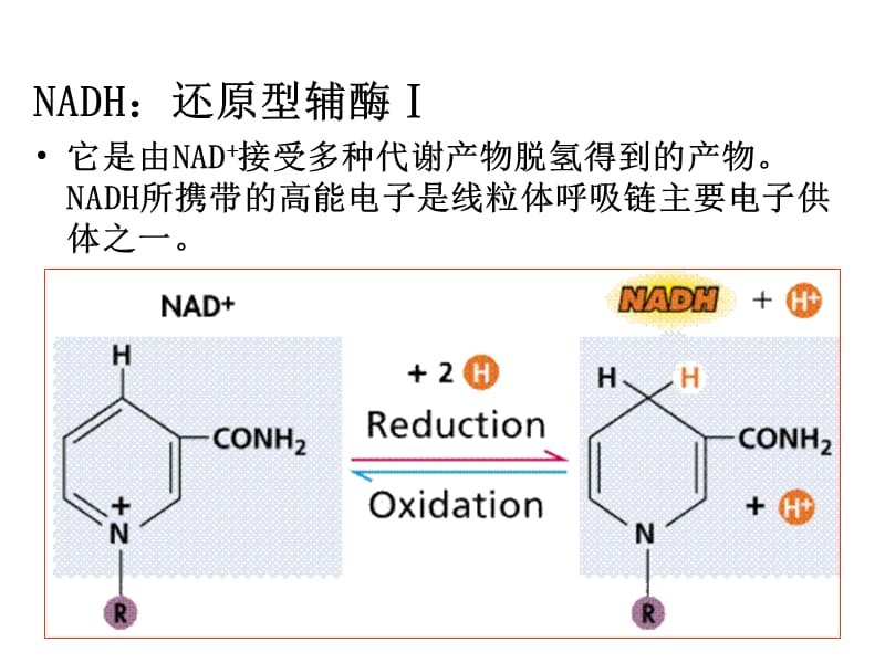 25细胞呼吸2-PPT文档资料.ppt_第3页