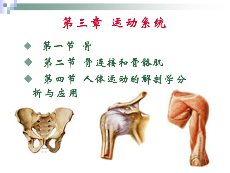 12级运动解剖学2-PPT文档资料.ppt_第1页