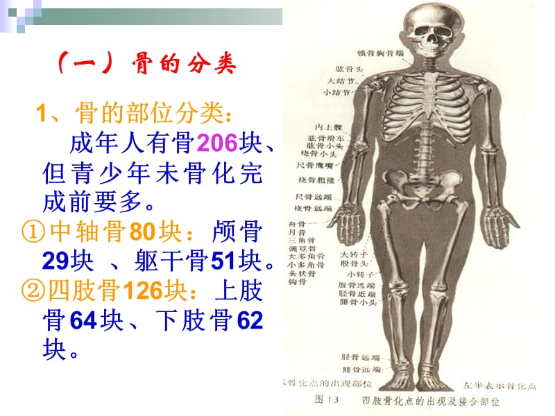 12级运动解剖学2-PPT文档资料.ppt_第3页