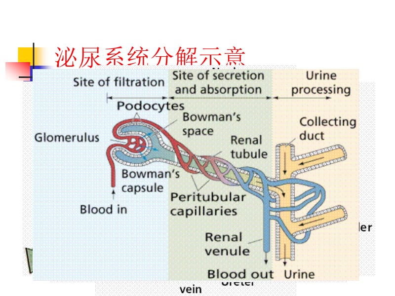 25抗高血压药27利尿药-精选文档.ppt_第2页