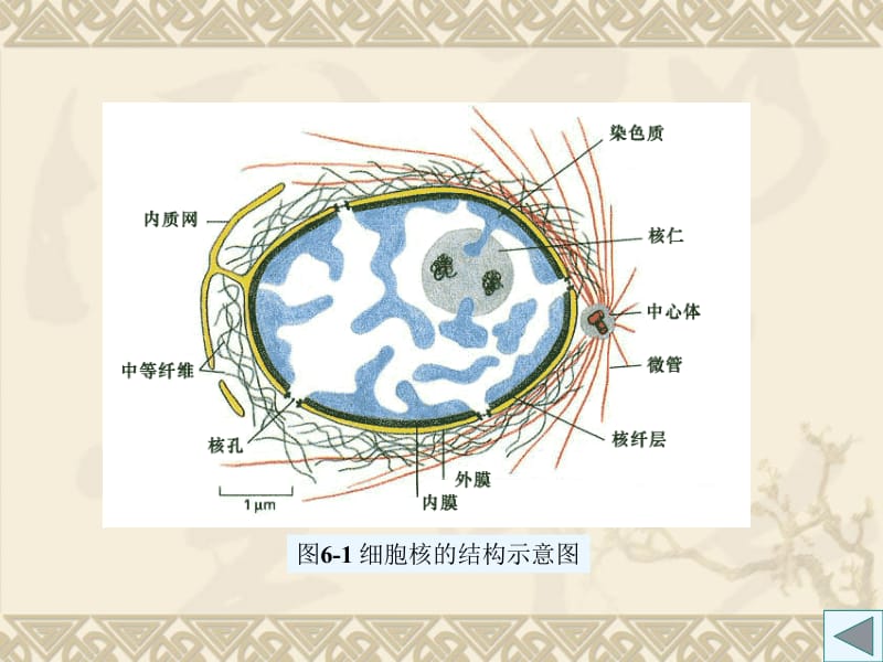 2018年第七章细胞核与染色体-文档资料.ppt_第2页