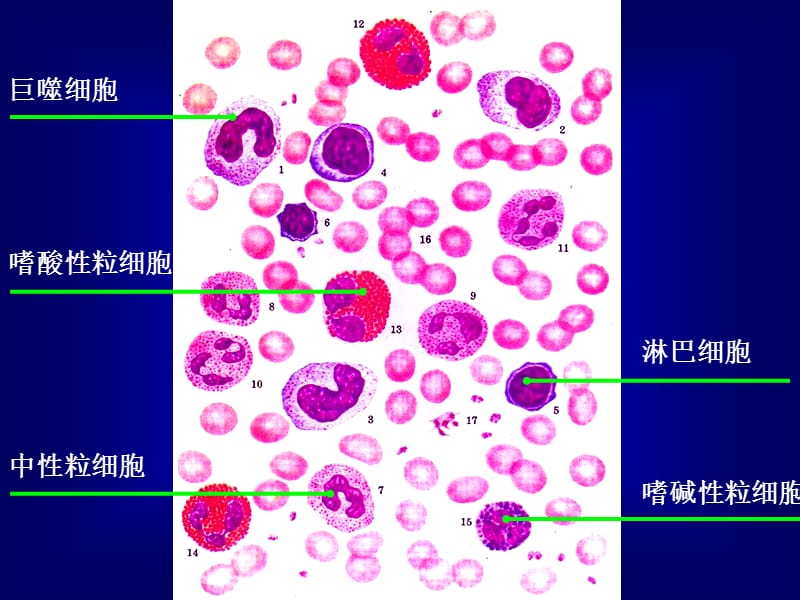 最新《实验炎症》-PPT文档.ppt_第2页