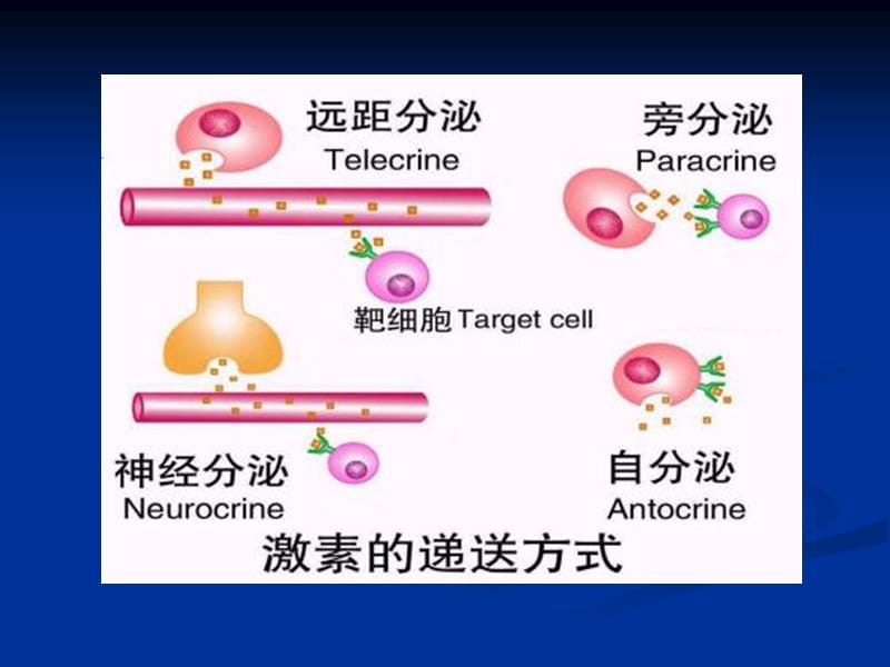 2018年内分泌与生殖-文档资料.ppt_第3页