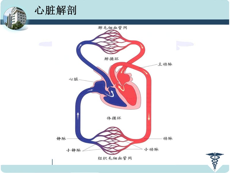 2018年先天性心脏病的外科治疗-文档资料.ppt_第2页