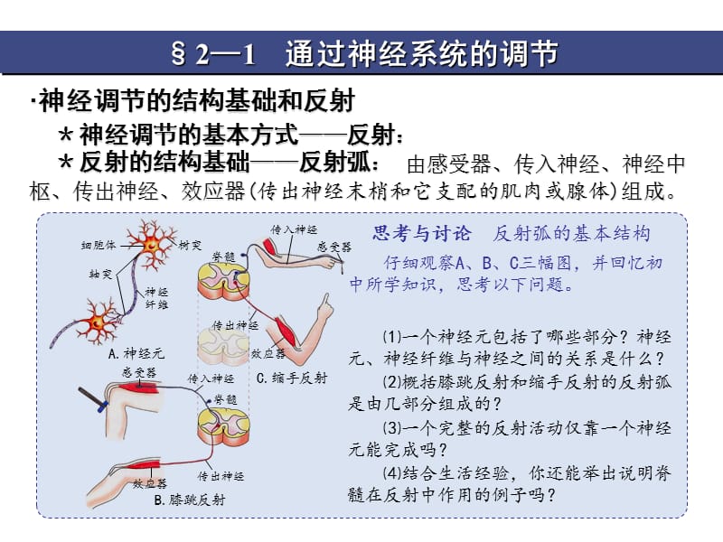 2018年2-1通过神经系统的调节课件人教版必修3-文档资料.ppt_第3页