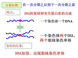 减数分裂与有性生殖细胞的形成ppt课件-精选文档.ppt