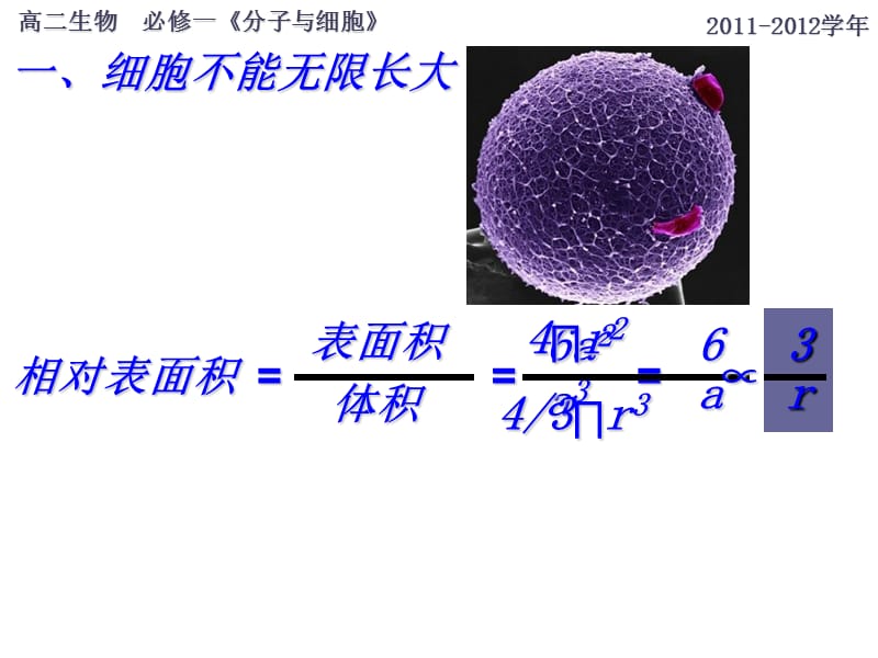 必修一第一节细胞增殖-文档资料.ppt_第3页