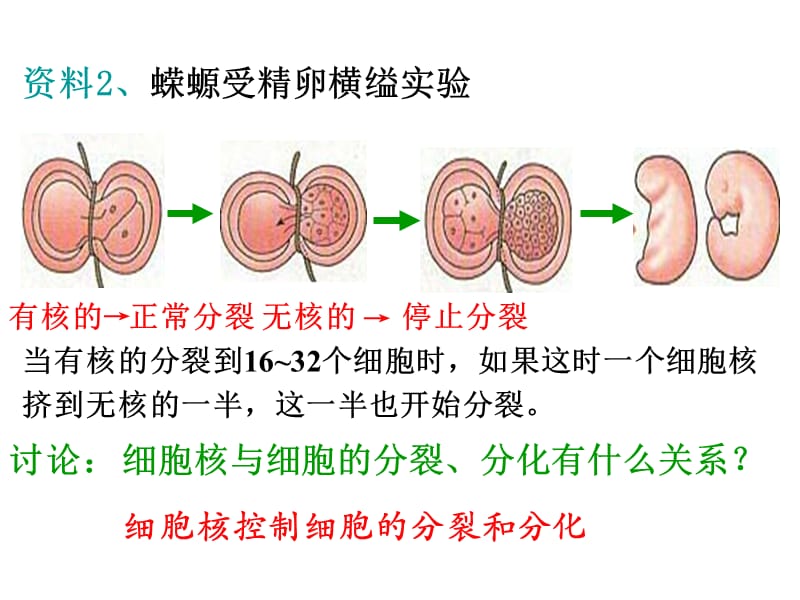 2018年第8讲细胞核--系统的控制中心-文档资料.ppt_第3页