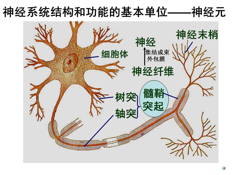 2018年通过神经系统调节-文档资料.ppt_第3页