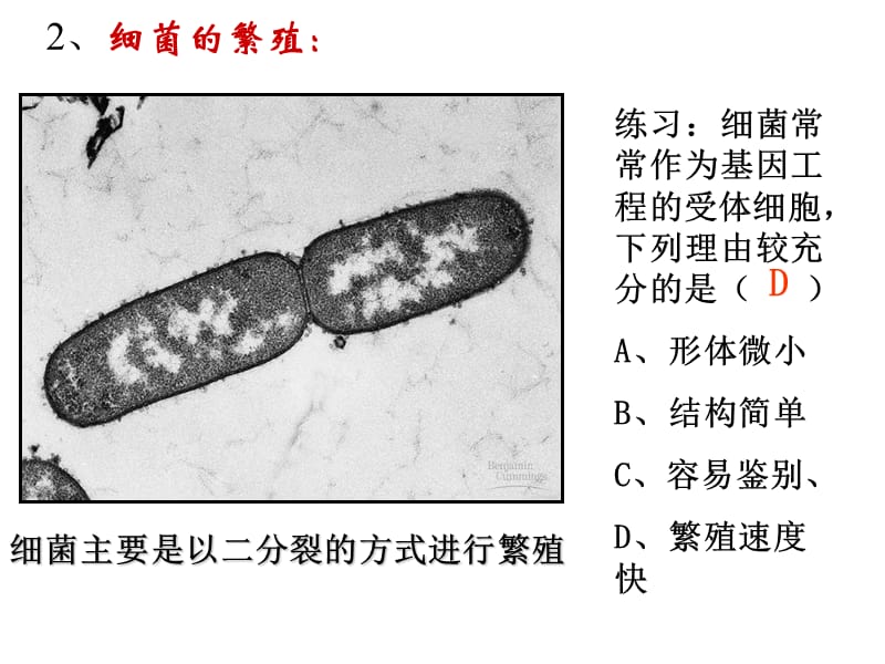 微生物放线菌与病毒-文档资料.ppt_第1页