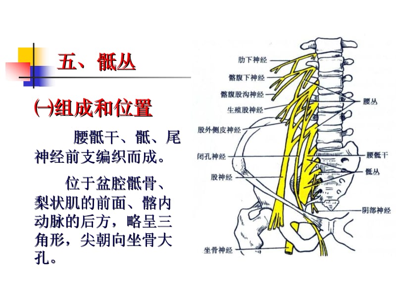 17--周围神经系统二-PPT课件.ppt_第1页