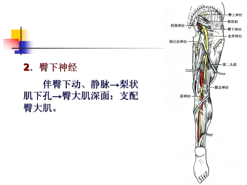 17--周围神经系统二-PPT课件.ppt_第3页