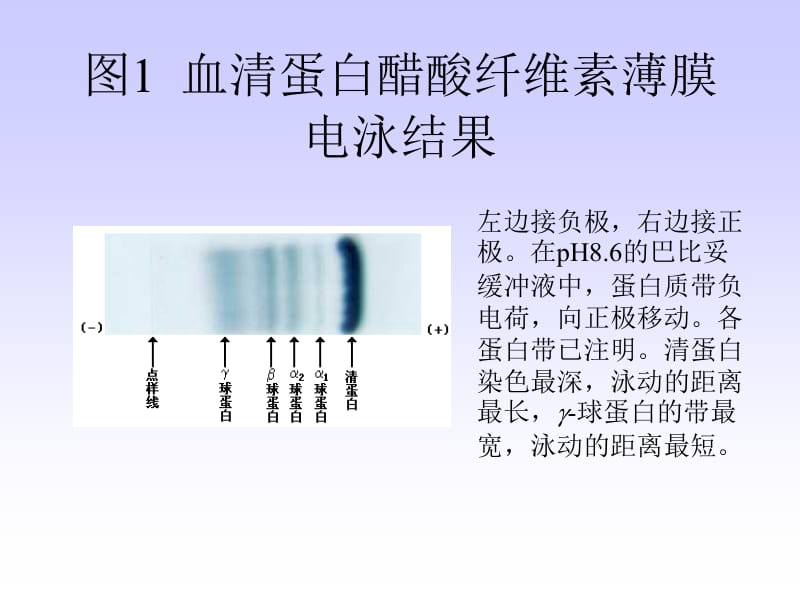 最新2第二十章血液生物化学-精选文档-PPT文档.ppt_第1页