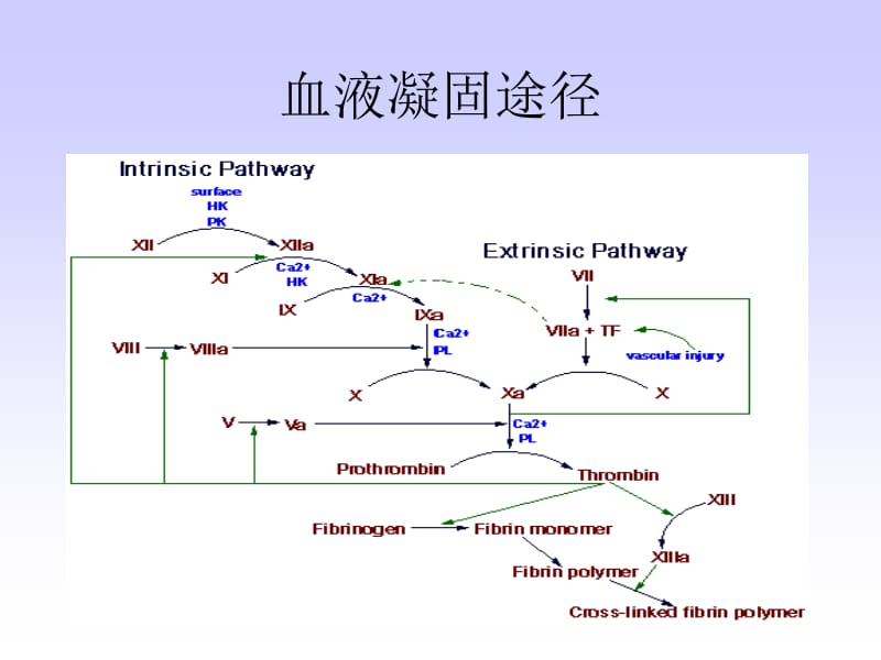 最新2第二十章血液生物化学-精选文档-PPT文档.ppt_第2页