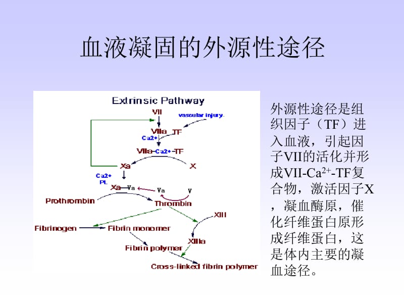 最新2第二十章血液生物化学-精选文档-PPT文档.ppt_第3页