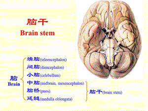 最新【医药健康】脑 干-PPT文档.ppt