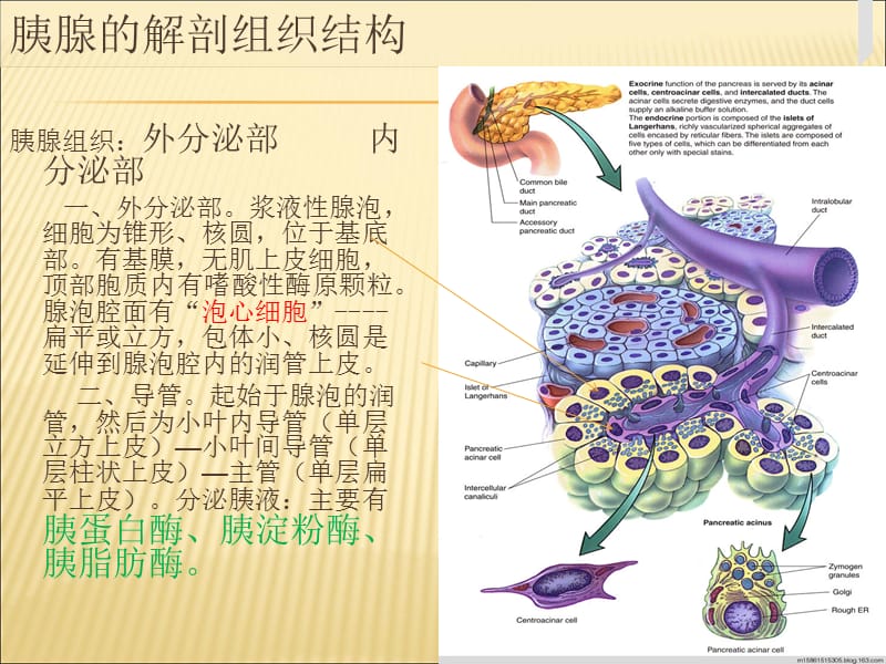 2018年胰腺的组织解剖-文档资料.ppt_第1页