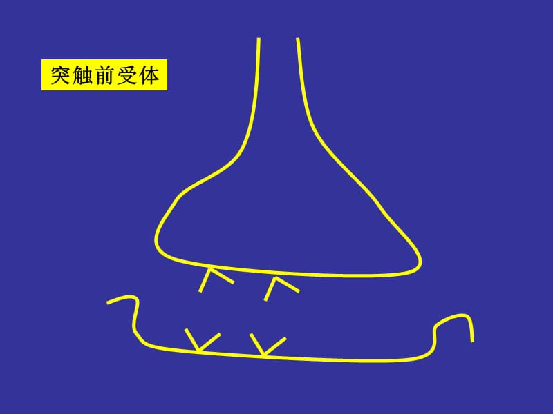 2018年神经生物学神经递质和受体-文档资料.ppt_第3页