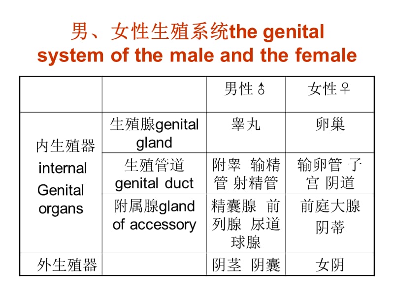 南京大学医学院系统解剖学课件-生殖系统-文档资料.ppt_第3页