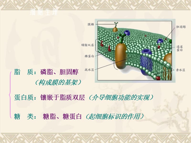 2018年第二章细胞的基本功能-文档资料.ppt_第3页