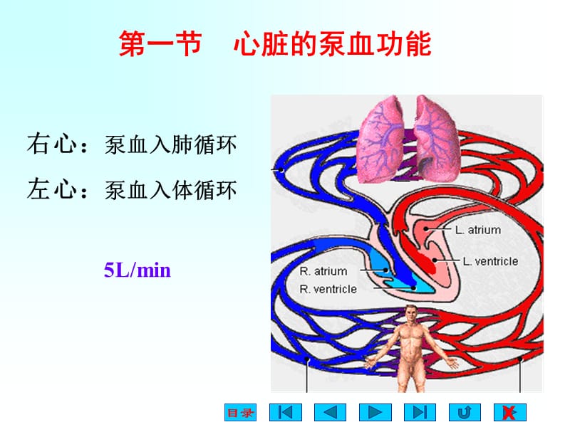 最新4血液循环前2节-PPT文档-文档资料.ppt_第2页