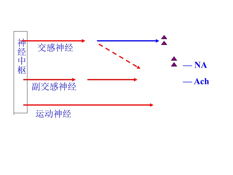 2018年传出神经药理学概论5-文档资料.ppt_第2页