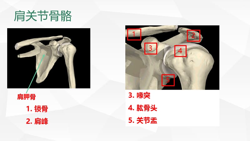 最新《肩袖损伤》-PPT文档.pptx_第2页