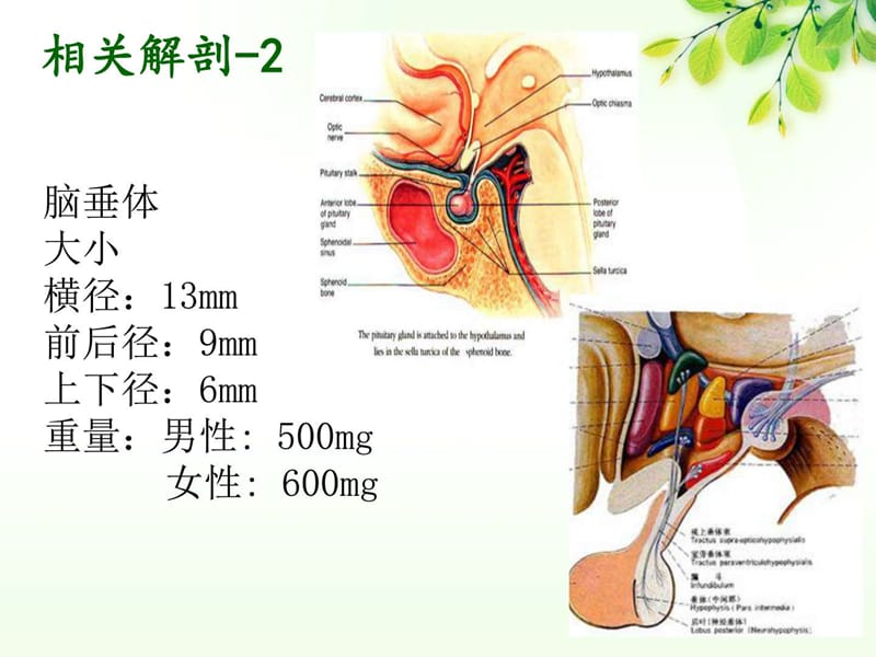 垂体瘤护理查房_基础医学_医药卫生_专业资料-精选文档.ppt_第3页