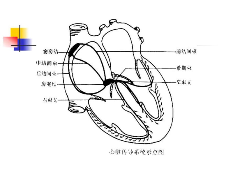 内科学之心律失常PPT课程_医药卫生_专业资料-PPT文档.ppt_第3页