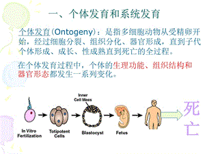 动物生物学4. 多细胞动物胚胎发育，2课时-PPT文档.ppt