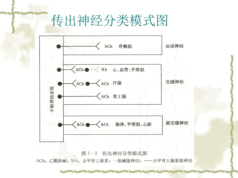 2018年外周神经系统药课件-文档资料.ppt_第2页