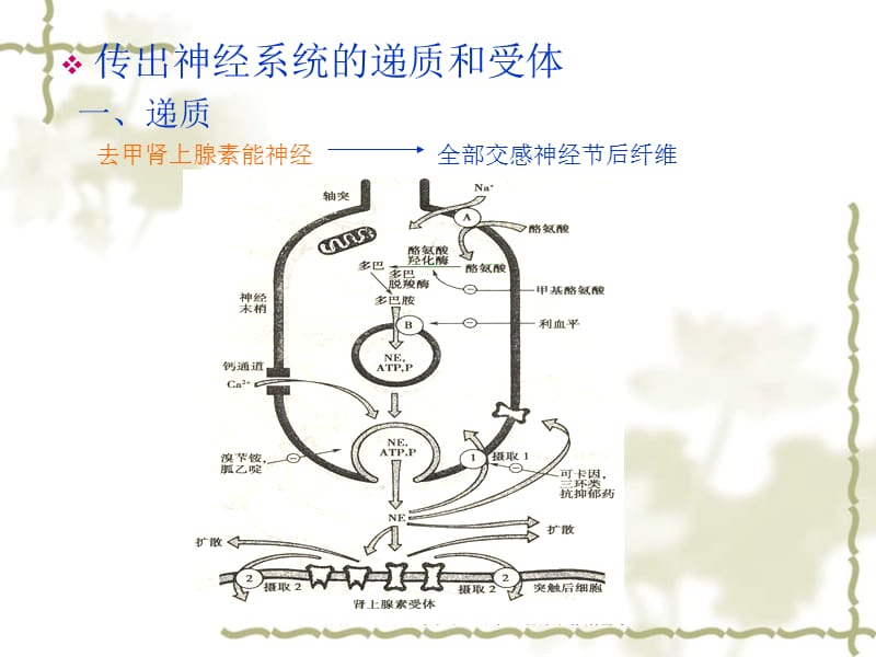 2018年外周神经系统药课件-文档资料.ppt_第3页