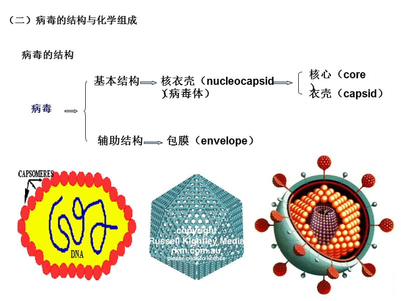 2018年病毒的基本特性-文档资料.ppt_第3页