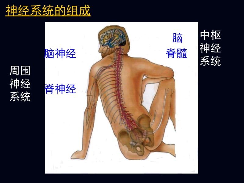 2-1神经调节-精选文档.ppt_第1页