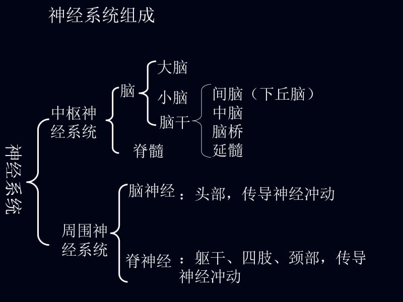 2-1神经调节-精选文档.ppt_第2页