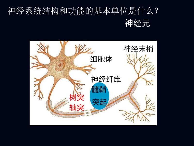 2-1神经调节-精选文档.ppt_第3页