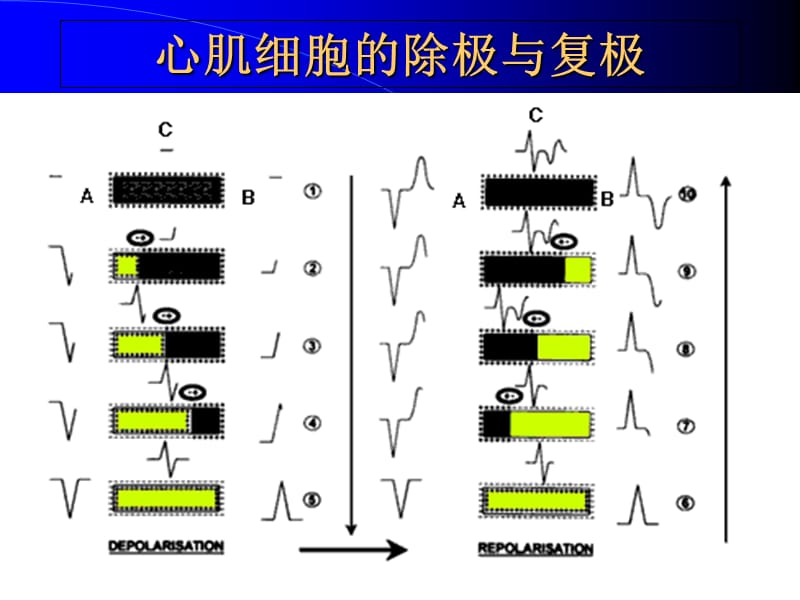 教你如何做心电图以分析-PPT文档.ppt_第1页