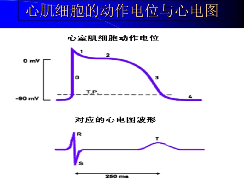 教你如何做心电图以分析-PPT文档.ppt_第2页