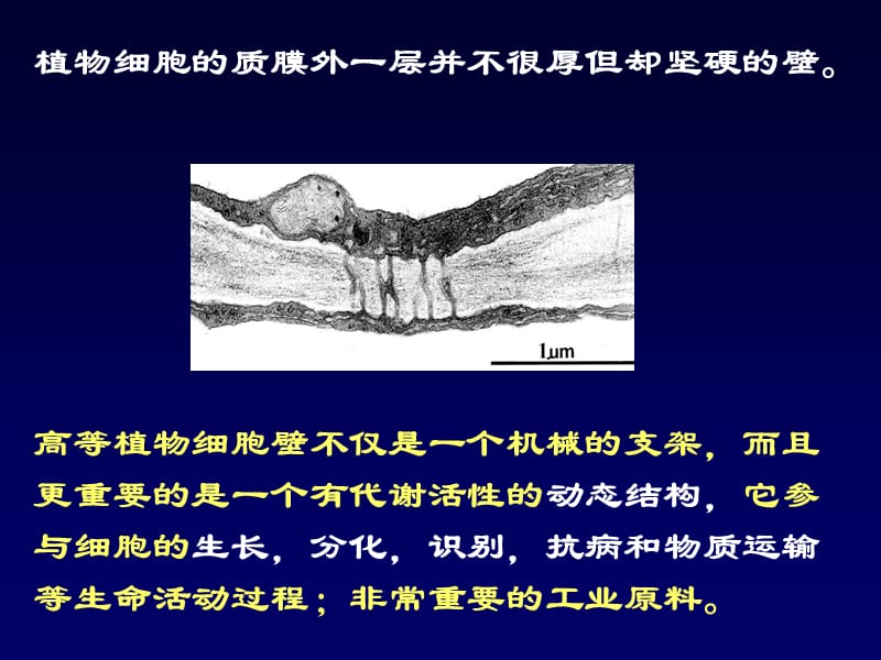 12第一章植物细胞-2-文档资料.ppt_第1页